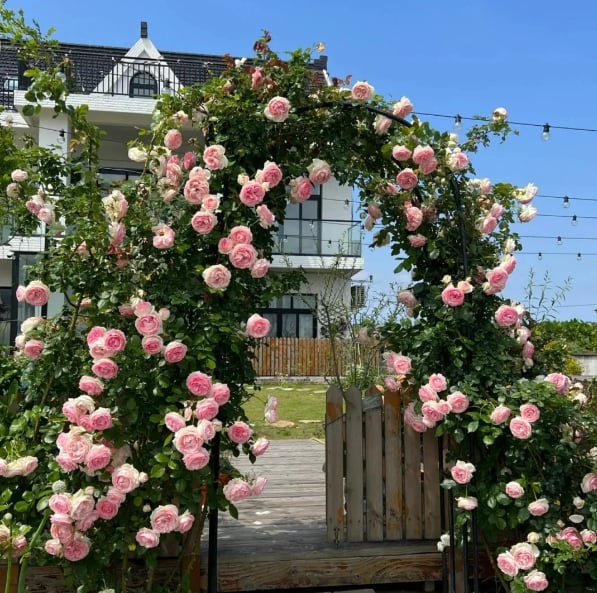 🌹300 Pcs Rare Rose Flower Seeds - Image 12