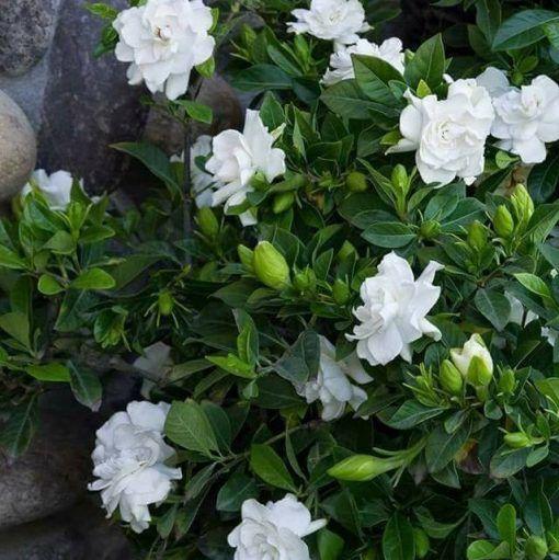 Double Jasmine Seeds - Image 10