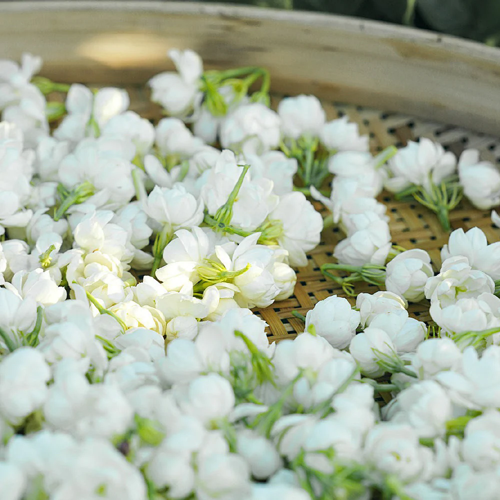 Double Jasmine Seeds - Image 3