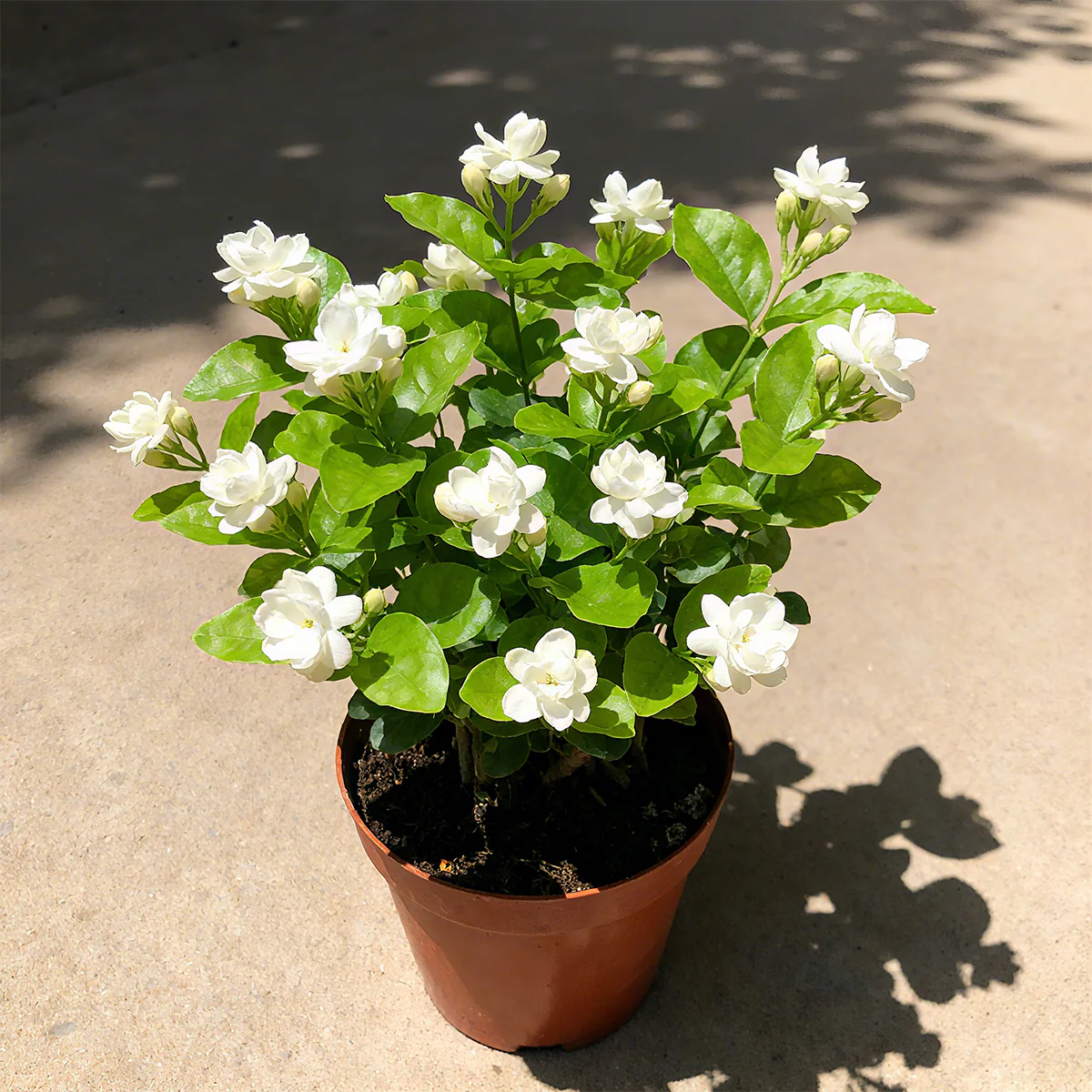 Double Jasmine Seeds - Image 7