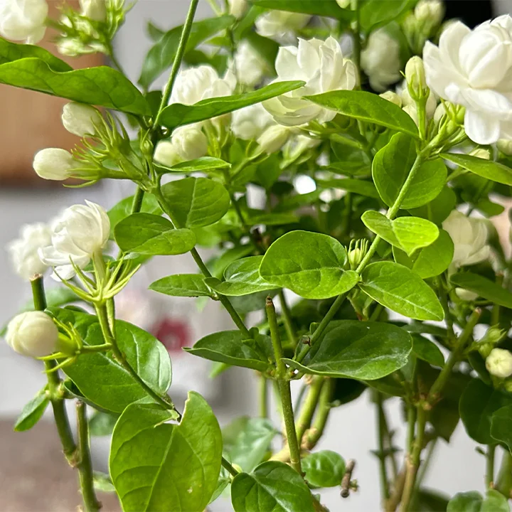 Double Jasmine Seeds - Image 9
