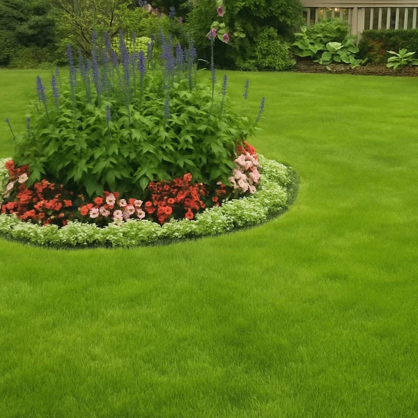 Evergreen dwarf grass seed for four seasons - Image 3
