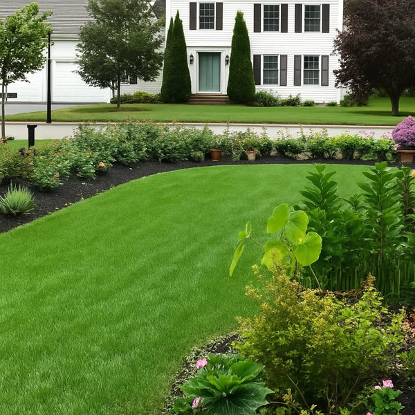 Evergreen dwarf grass seed for four seasons - Image 8