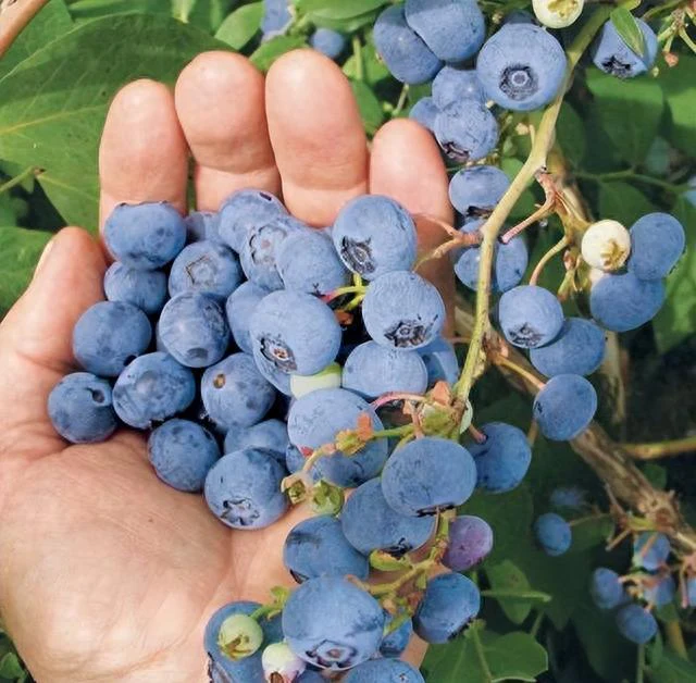 King of Berries - Giant Blueberry Fruit Seeds - Four Seasons Plants - Image 10