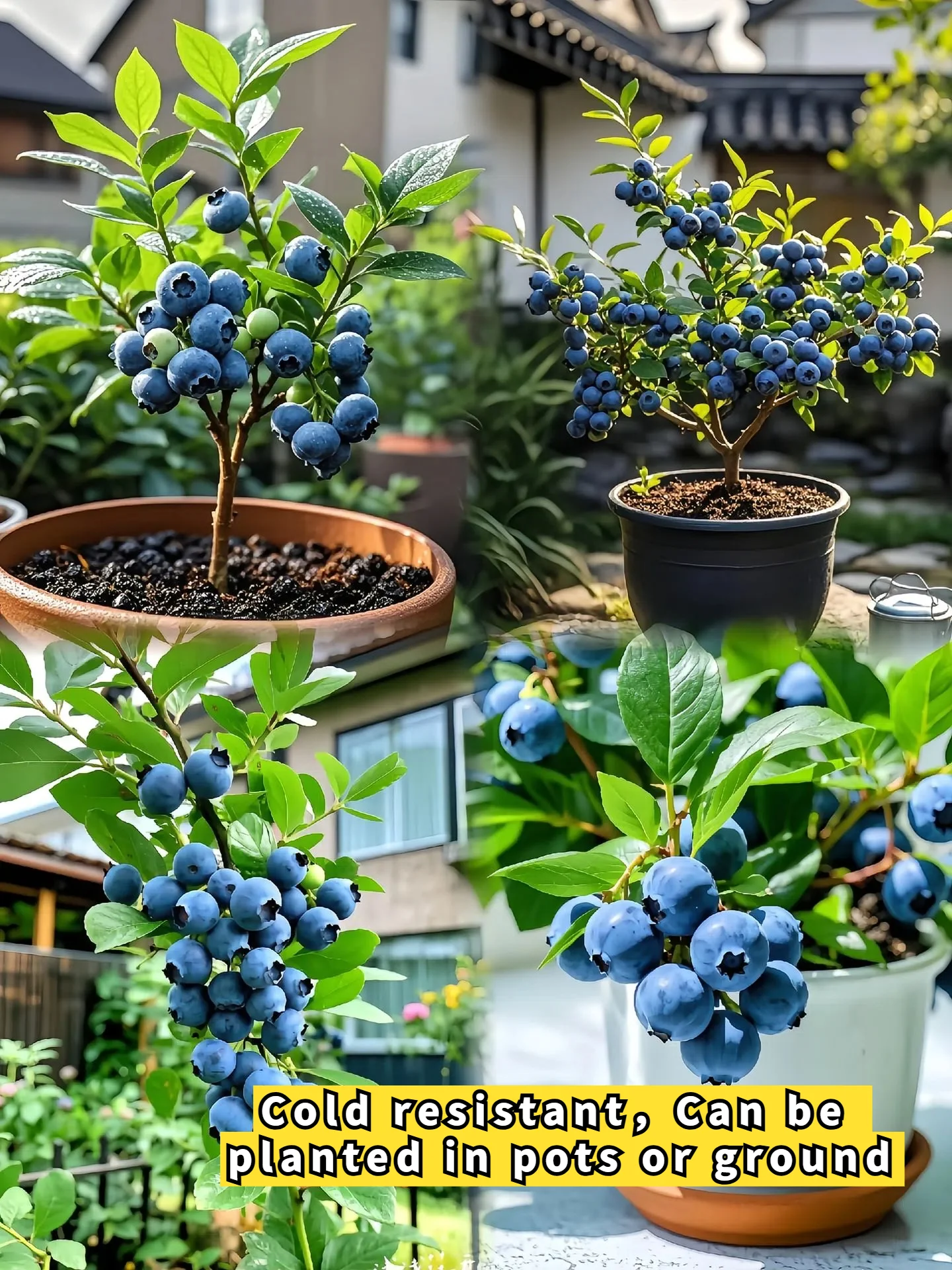 King of Berries - Giant Blueberry Fruit Seeds - Four Seasons Plants - Image 2