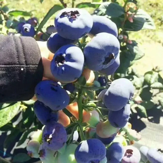 King of Berries - Giant Blueberry Fruit Seeds - Four Seasons Plants - Image 4