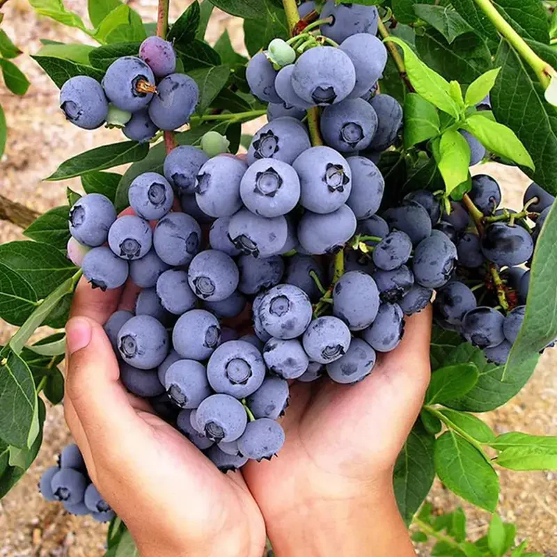 King of Berries - Giant Blueberry Fruit Seeds - Four Seasons Plants - Image 5
