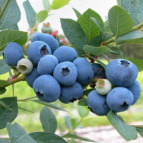 King of Berries - Giant Blueberry Fruit Seeds - Four Seasons Plants - Image 6