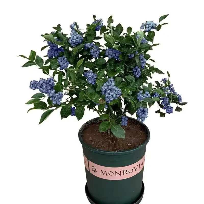 King of Berries - Giant Blueberry Fruit Seeds - Four Seasons Plants - Image 7