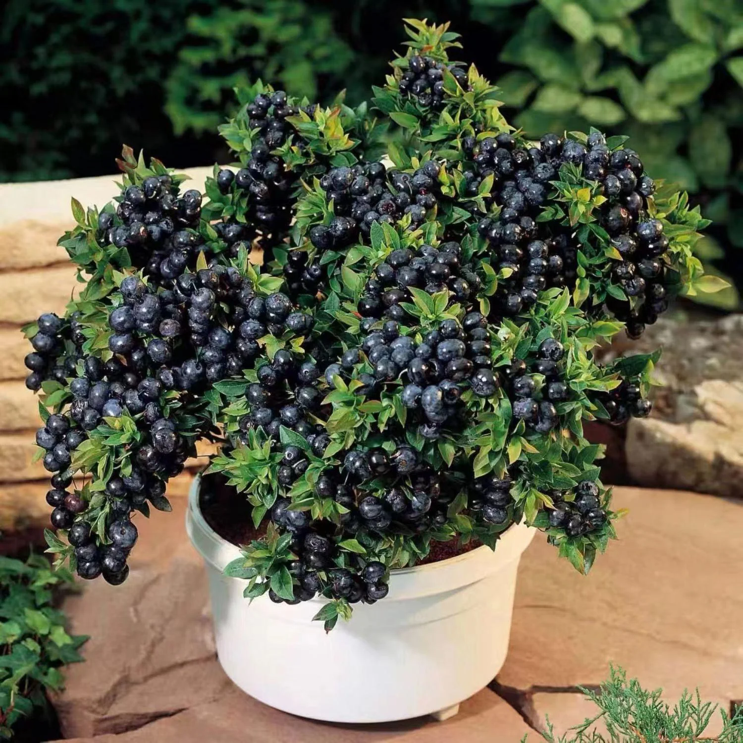 King of Berries - Giant Blueberry Fruit Seeds - Four Seasons Plants - Image 8