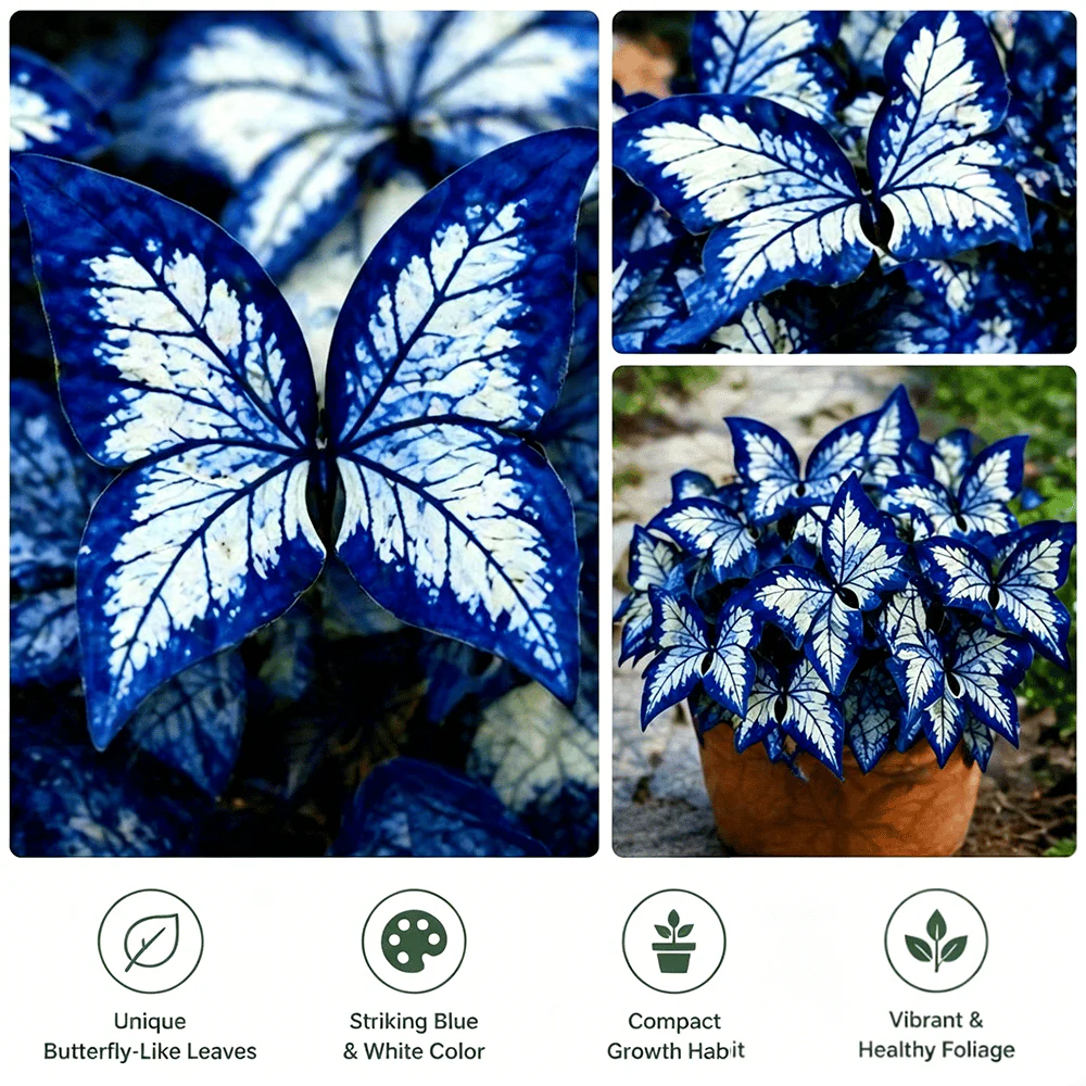 🌸 Moonlight Butterfly Flower Seeds - Image 10