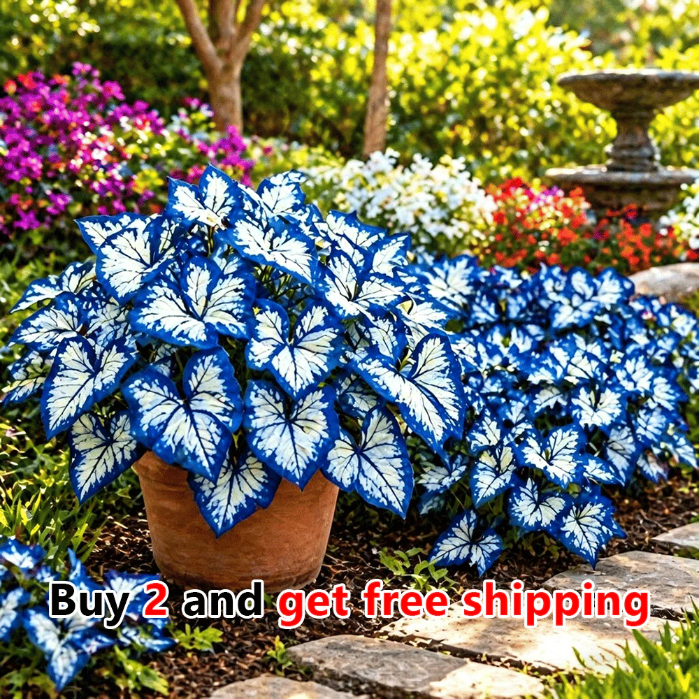 🌸 Moonlight Butterfly Flower Seeds - Image 12