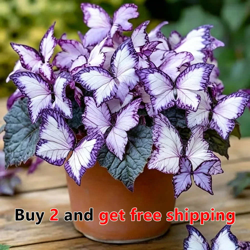 🌸 Moonlight Butterfly Flower Seeds - Image 13