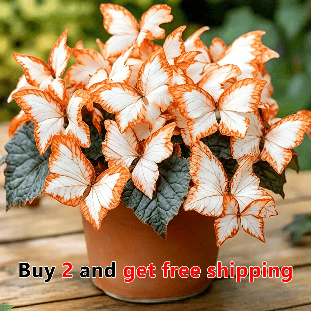 🌸 Moonlight Butterfly Flower Seeds - Image 14