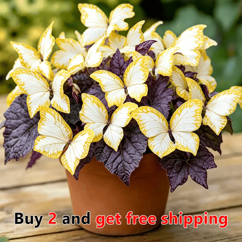 🌸 Moonlight Butterfly Flower Seeds - Image 15