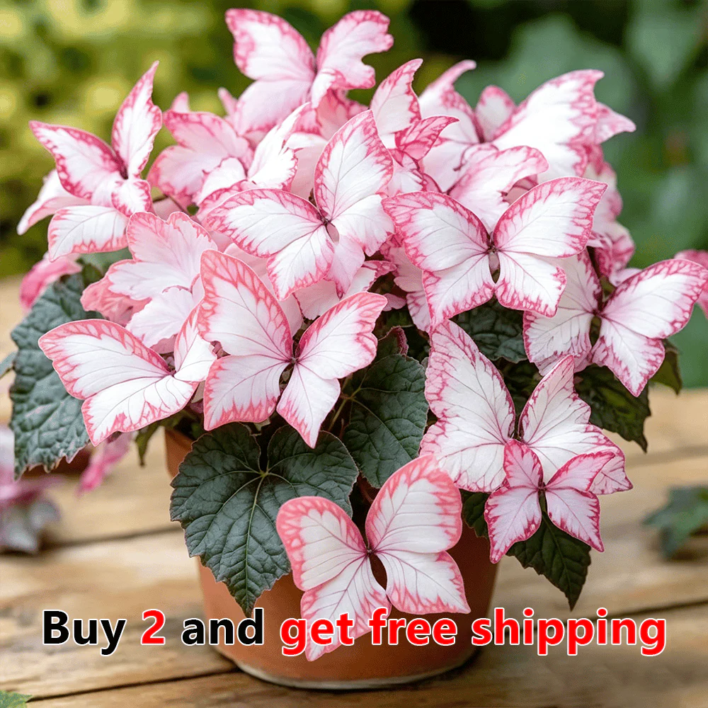 🌸 Moonlight Butterfly Flower Seeds - Image 16