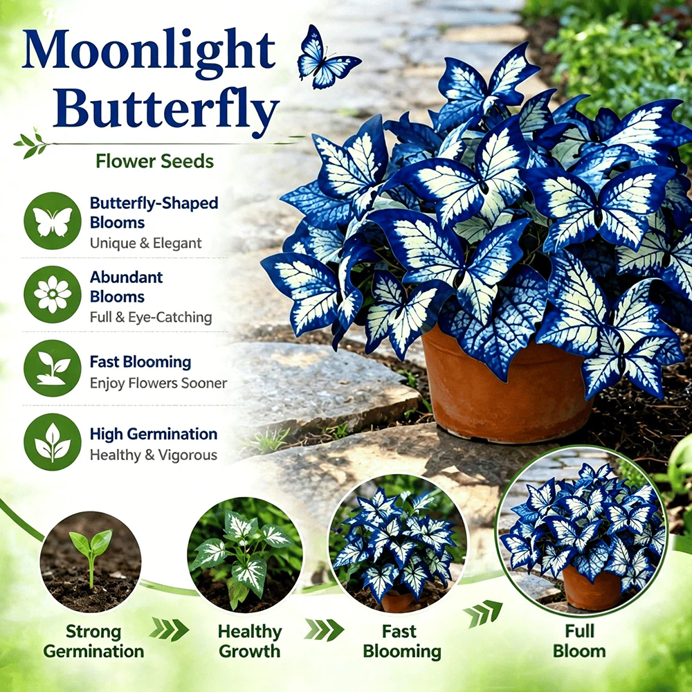 🌸 Moonlight Butterfly Flower Seeds - Image 7