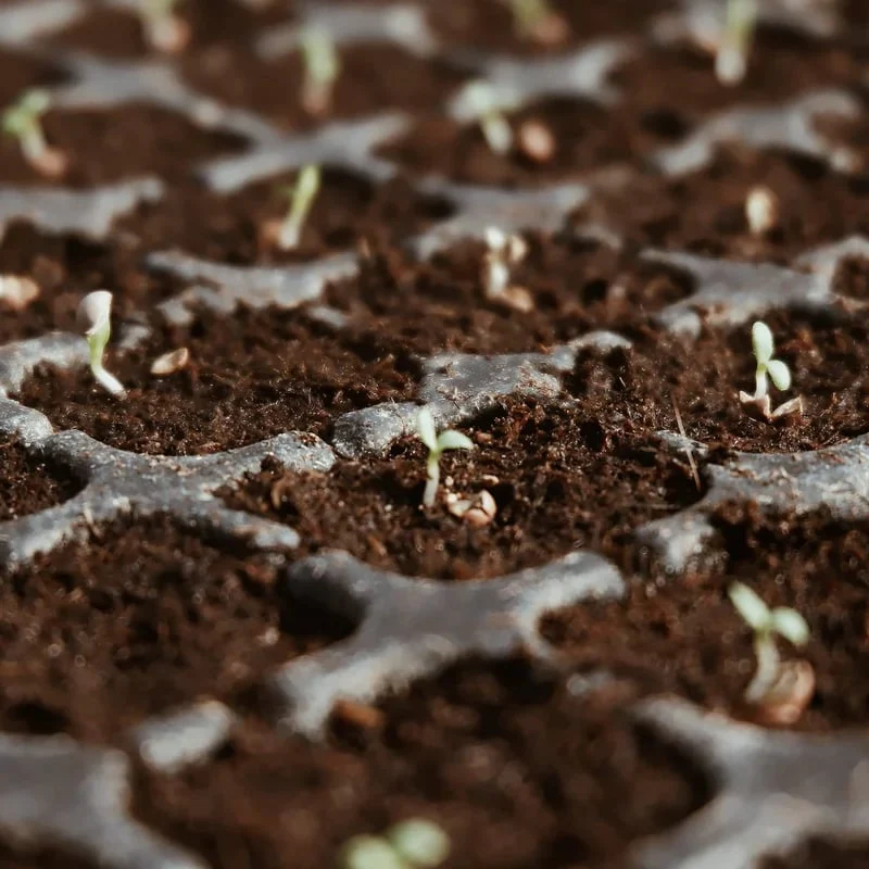 🌱Premium Organic Coconut Coir Bricks for Plants - Image 11