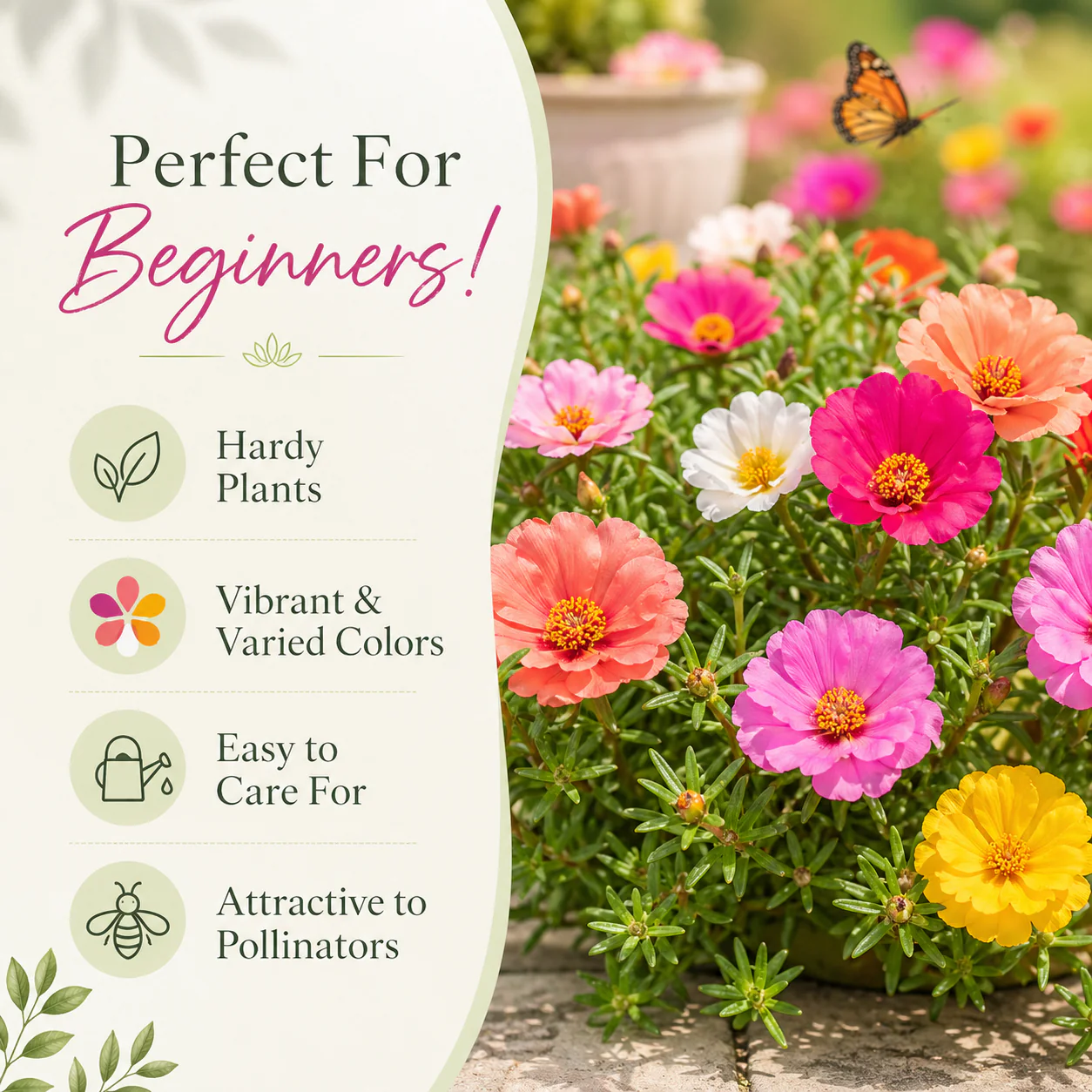 🌸Portulaca Flower Seeds - Image 6