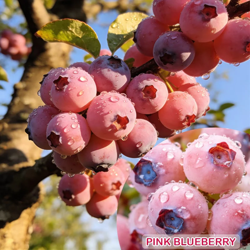 💟Premium Pink Blueberry Seeds - Image 10