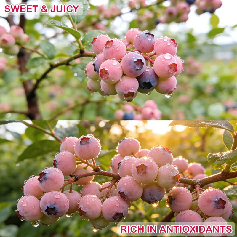 💟Premium Pink Blueberry Seeds - Image 11