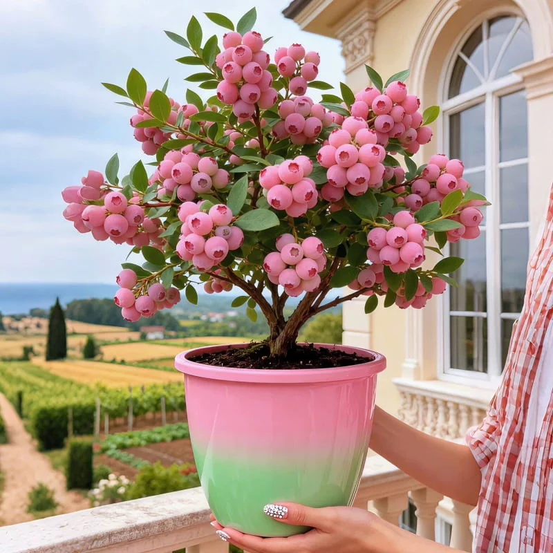 💟Premium Pink Blueberry Seeds - Image 2