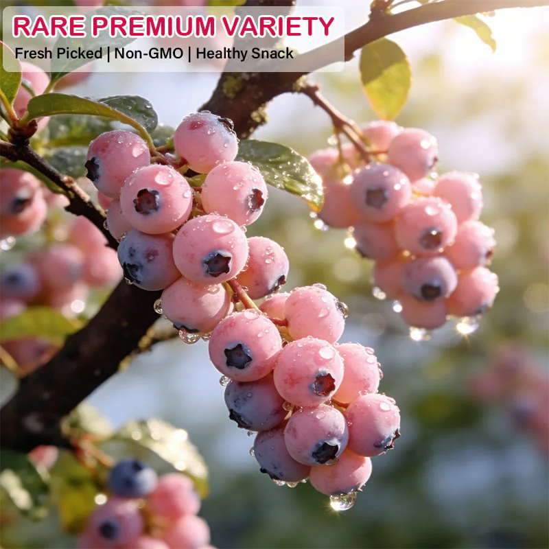 💟Premium Pink Blueberry Seeds - Image 4