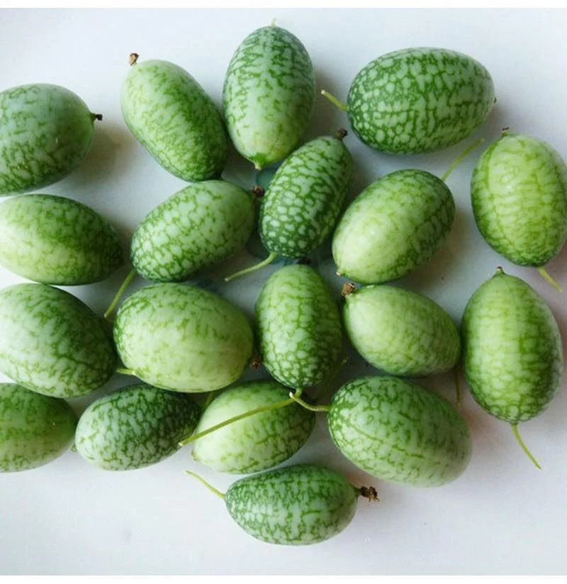 RARE SEEDS THUMB WATERMELON SEEDS - Image 10