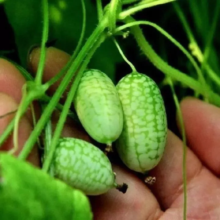RARE SEEDS THUMB WATERMELON SEEDS - Image 2