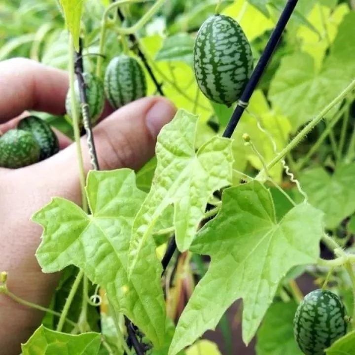 RARE SEEDS THUMB WATERMELON SEEDS - Image 3