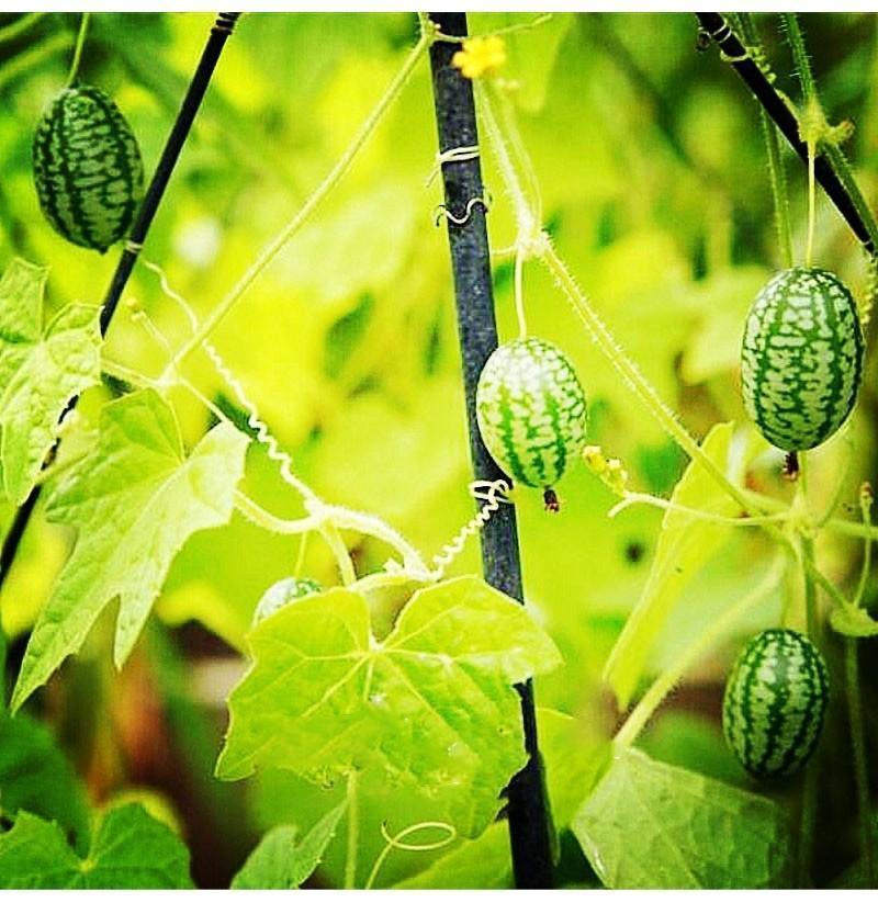 RARE SEEDS THUMB WATERMELON SEEDS - Image 4