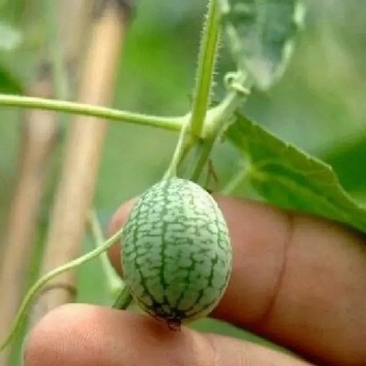 RARE SEEDS THUMB WATERMELON SEEDS - Image 5