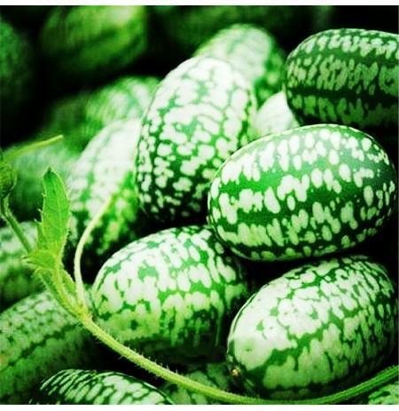 RARE SEEDS THUMB WATERMELON SEEDS - Image 6