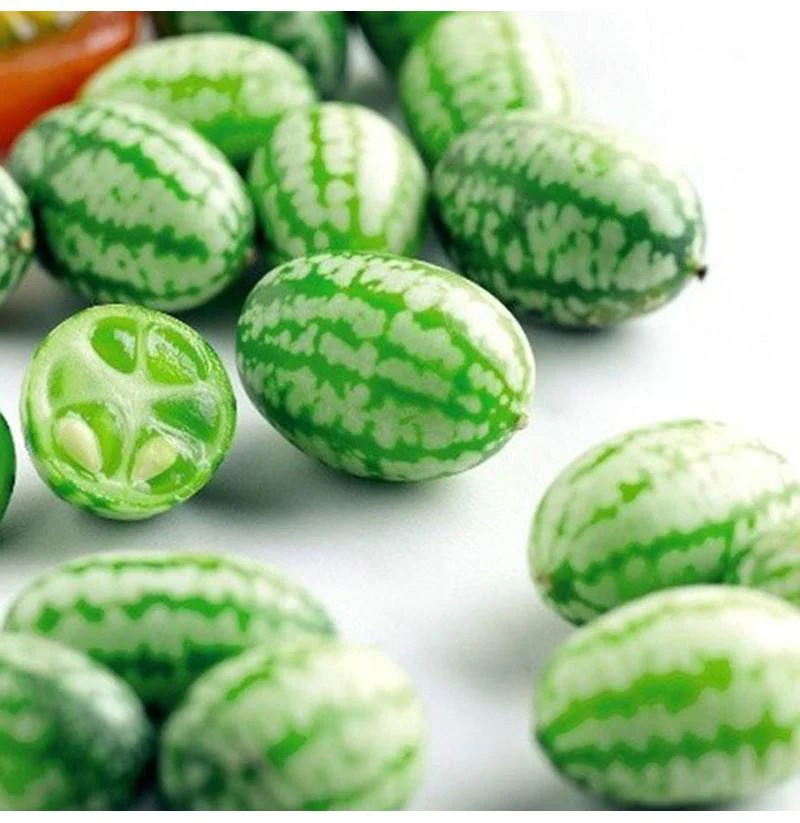 RARE SEEDS THUMB WATERMELON SEEDS - Image 7