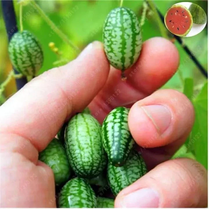 RARE SEEDS THUMB WATERMELON SEEDS - Image 8