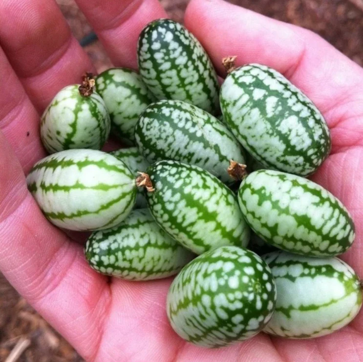 RARE SEEDS THUMB WATERMELON SEEDS - Image 9