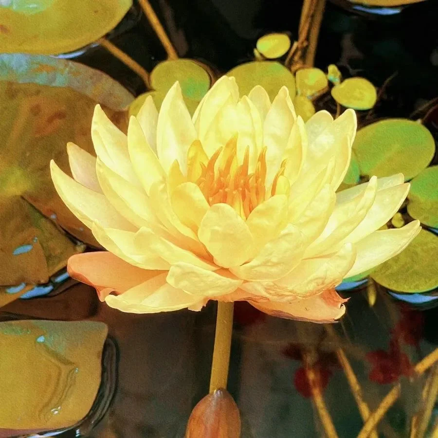 🌸[7 days germination]💐The Sacred Bonsai Bowl Lotus Flower - Image 10