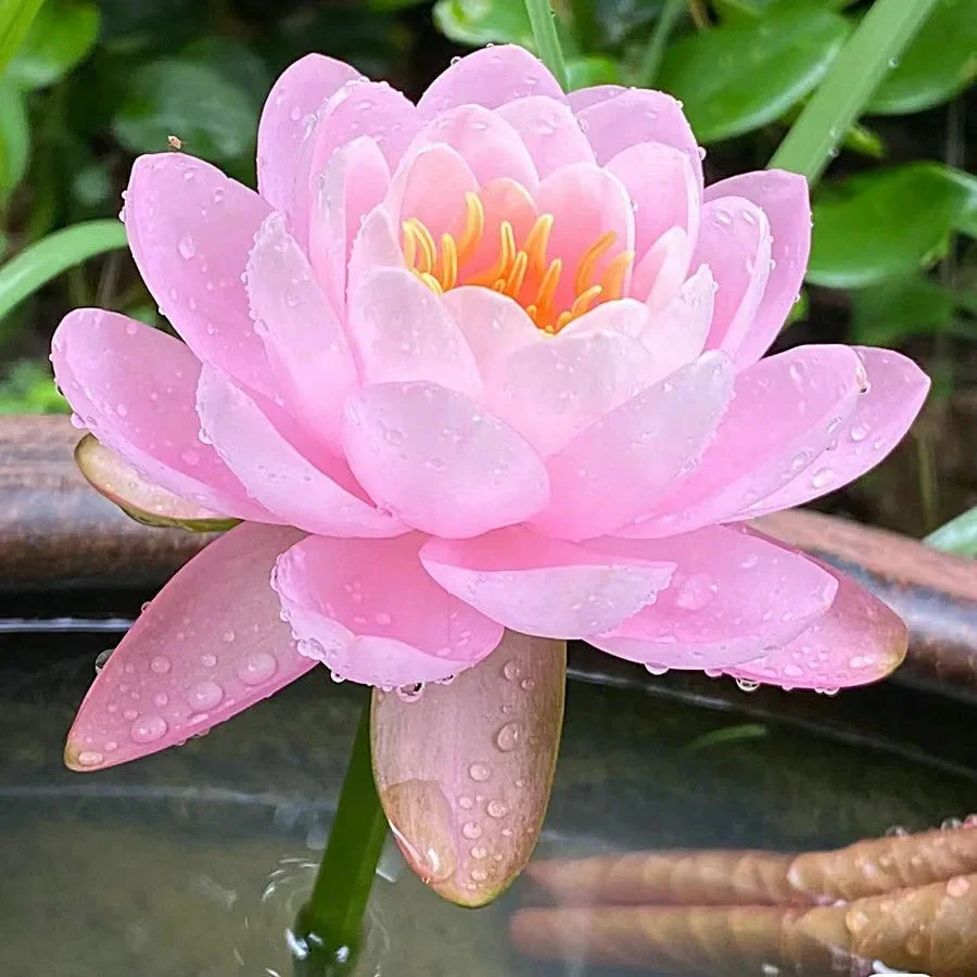 🌸[7 days germination]💐The Sacred Bonsai Bowl Lotus Flower - Image 11
