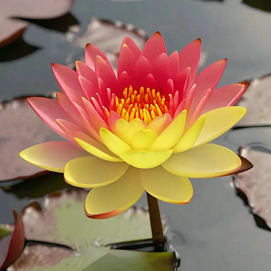 🌸[7 days germination]💐The Sacred Bonsai Bowl Lotus Flower - Image 12
