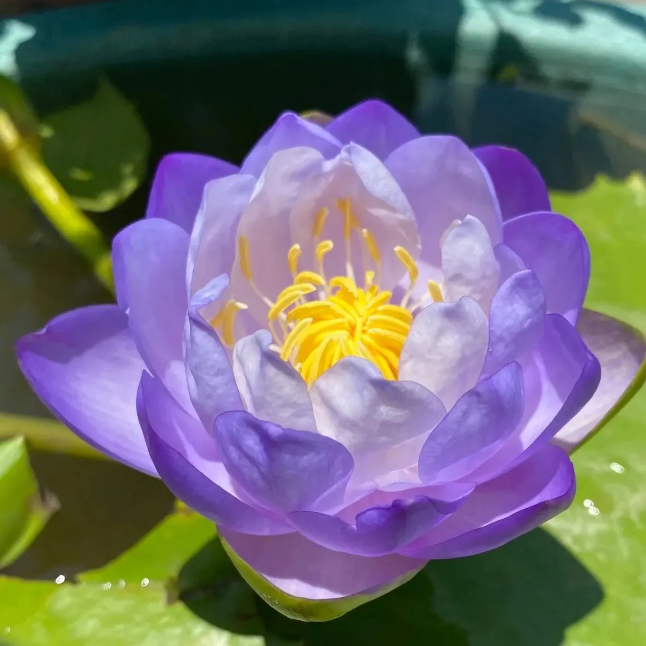 🌸[7 days germination]💐The Sacred Bonsai Bowl Lotus Flower - Image 13