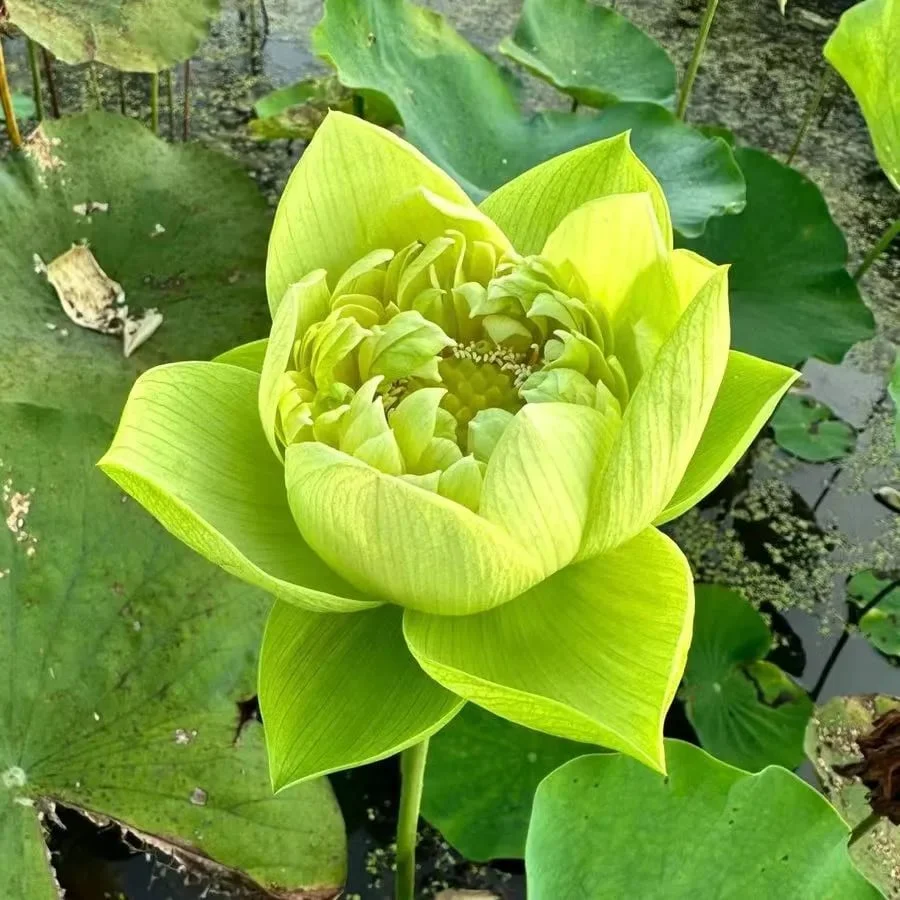 🌸[7 days germination]💐The Sacred Bonsai Bowl Lotus Flower - Image 14