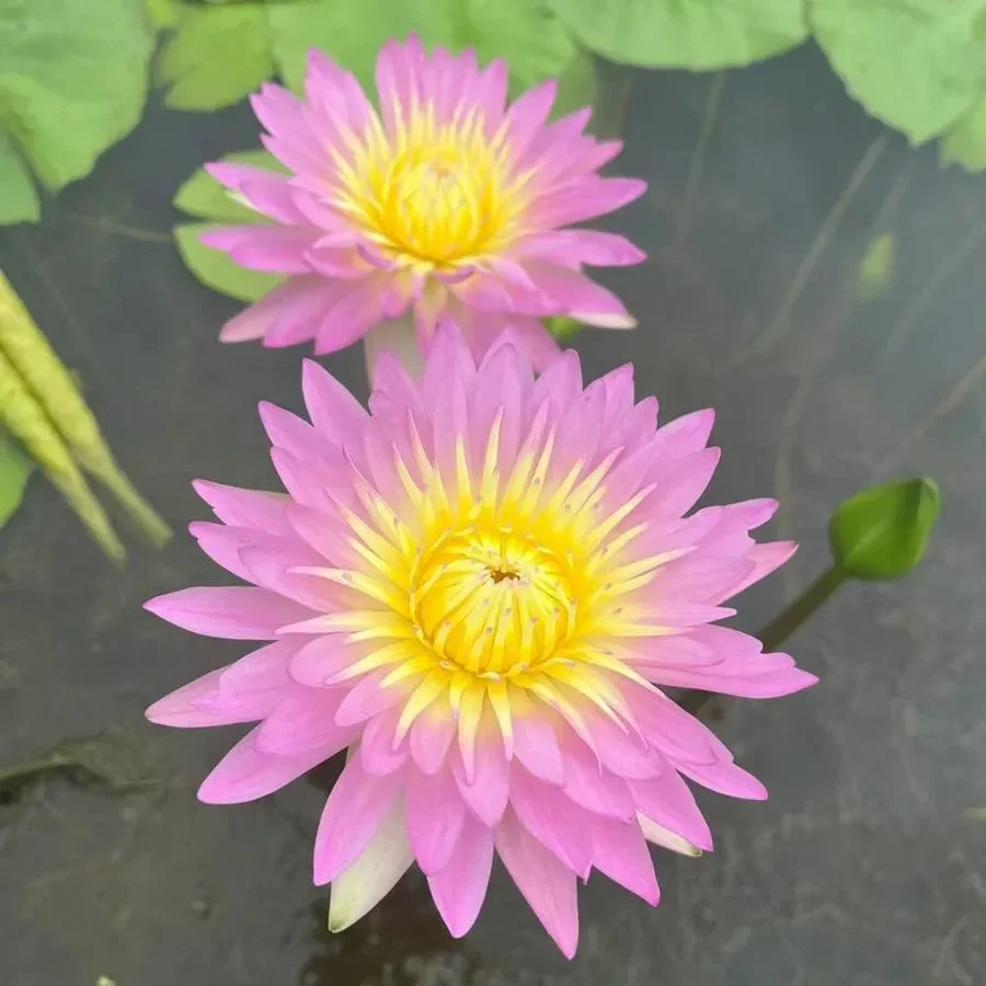 🌸[7 days germination]💐The Sacred Bonsai Bowl Lotus Flower - Image 15