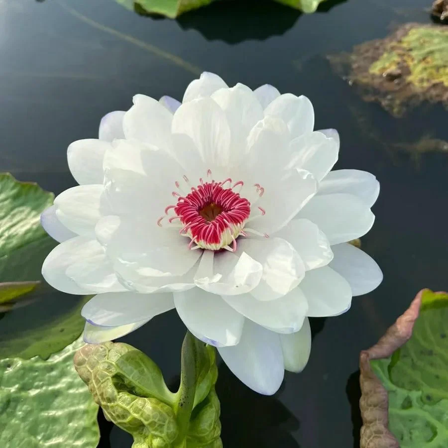 🌸[7 days germination]💐The Sacred Bonsai Bowl Lotus Flower - Image 16