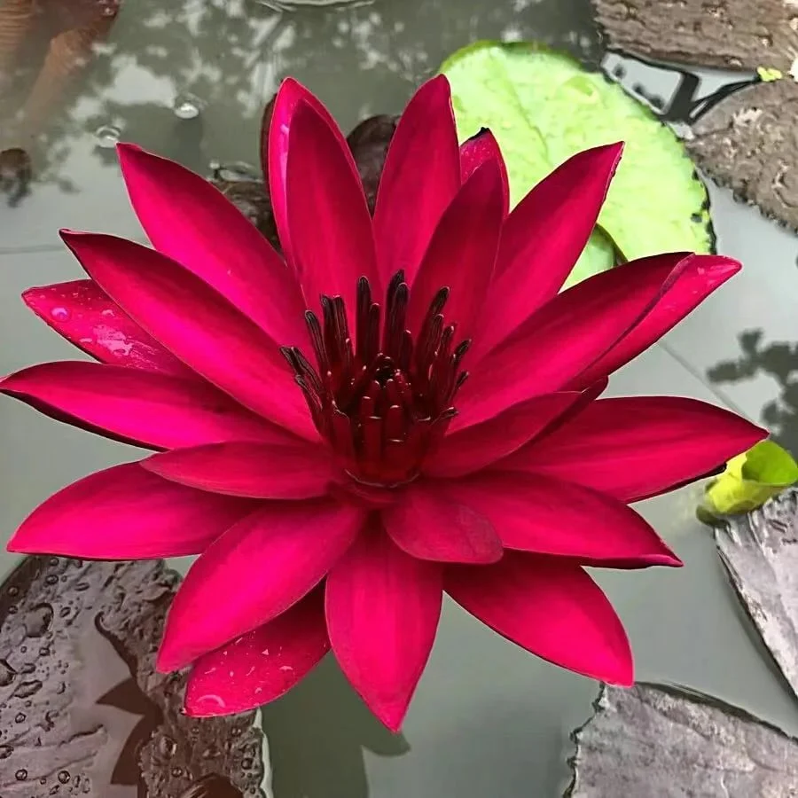 🌸[7 days germination]💐The Sacred Bonsai Bowl Lotus Flower - Image 17