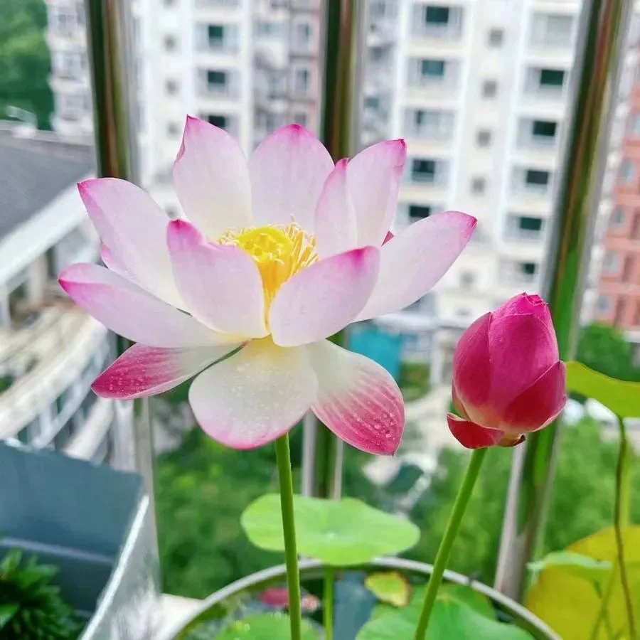 🌸[7 days germination]💐The Sacred Bonsai Bowl Lotus Flower - Image 18