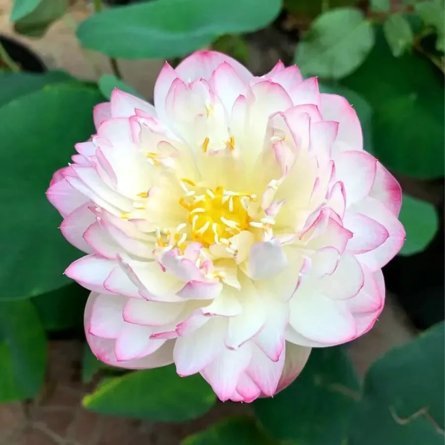 🌸[7 days germination]💐The Sacred Bonsai Bowl Lotus Flower - Image 19