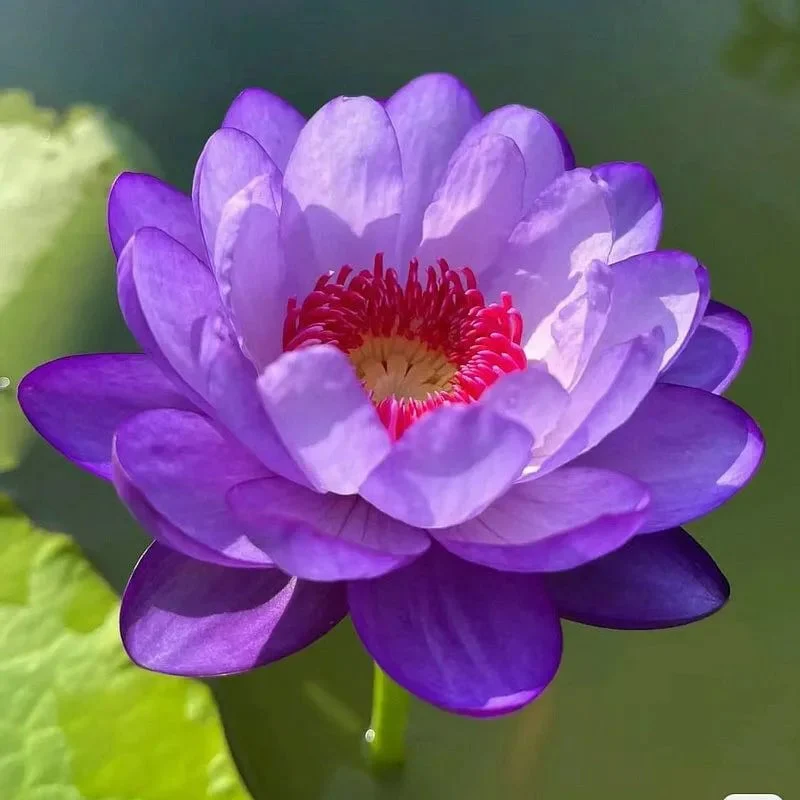 🌸[7 days germination]💐The Sacred Bonsai Bowl Lotus Flower - Image 20