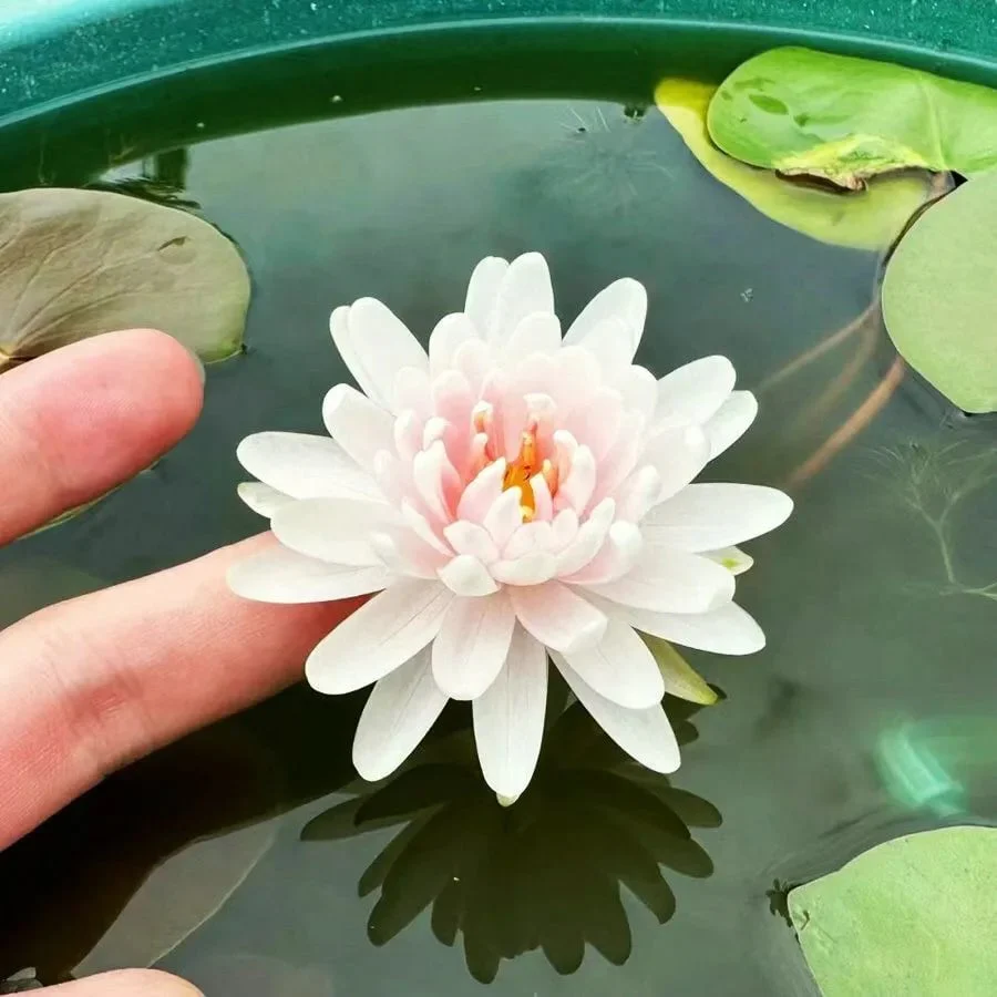 🌸[7 days germination]💐The Sacred Bonsai Bowl Lotus Flower - Image 21