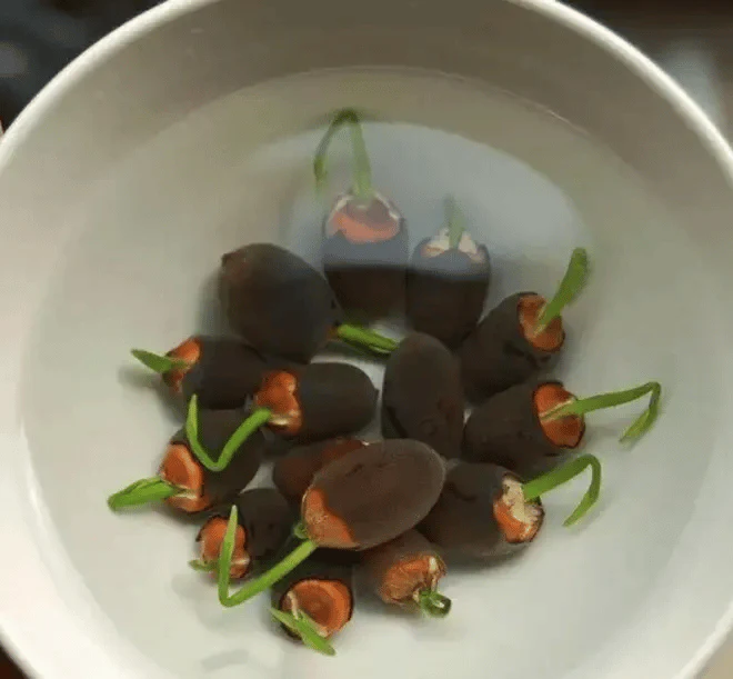 🌸[7 days germination]💐The Sacred Bonsai Bowl Lotus Flower - Image 24