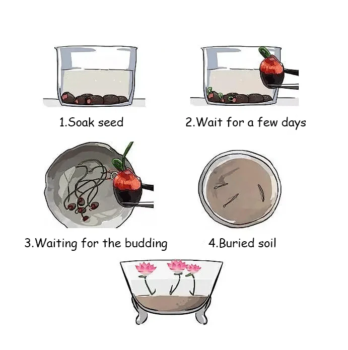 🌸[7 days germination]💐The Sacred Bonsai Bowl Lotus Flower - Image 25